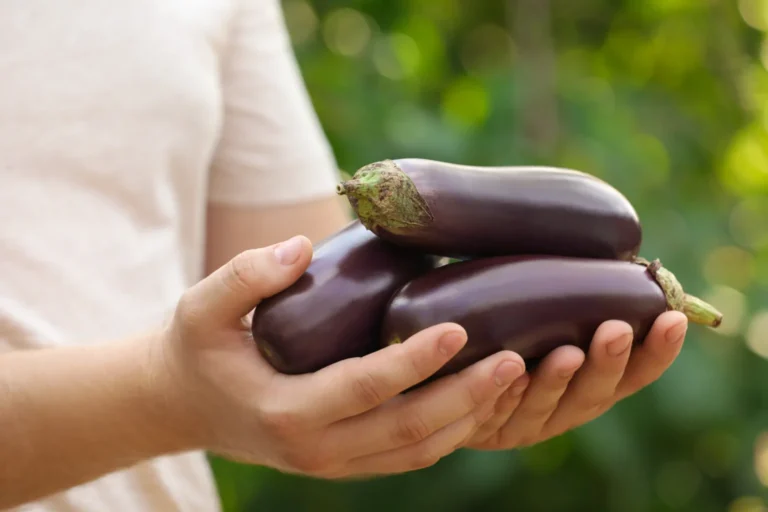 aubergine allergies